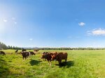 Kühe auf der Weide - Cows on the pasture