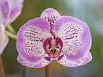 Orchidee