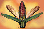 Emerald Ash Borer