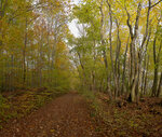 Herbstwald