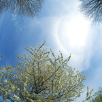 Kirschbaum-mit-Blüten-und-Himmel2