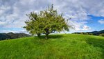 Europäischer Wildapfel, Malus sylvestris mit teilweise gelben Blättern im Herbst in Zell am Harmersbach, Ortenaukreis, Baden-Württemberg, Deutschland