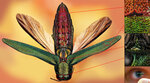 Emerald Ash Borer2