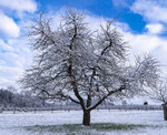 Apfelbaum im Schnee