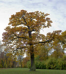 Herbst-Baum2