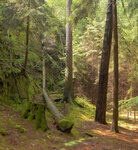 Romantischer Wald