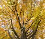 Herbst-Baumkrone