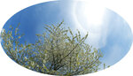 Kirschbaum-mit-Blüten-und-Himmel-freigestellt3