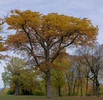 Herbst-Baum