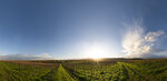 Weinberge im Herbst