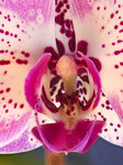 Orchidee